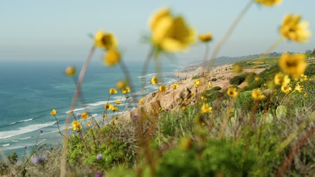 Elevated view of the cliffs, the surf and the ocean at Black’s Beach.