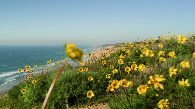 Elevated view of the cliffs, the ocean and the beach at Black’s Beach.