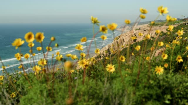 Elevated view of the cliffs, the surf and the ocean at Black’s Beach.