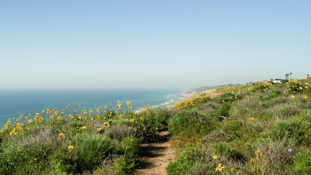 Elevated view of the cliffs, palm trees and the ocean at Black’s Beach.