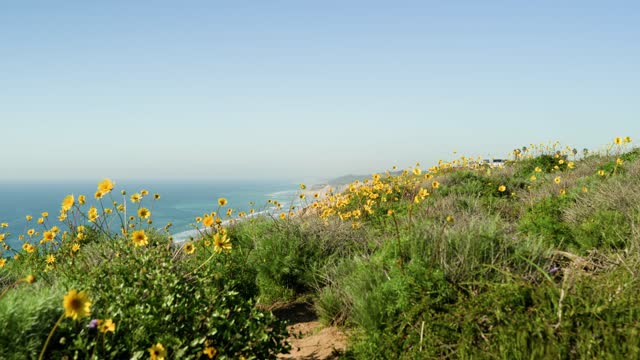 Elevated view of the cliffs, the ocean and the beach at Black’s Beach.