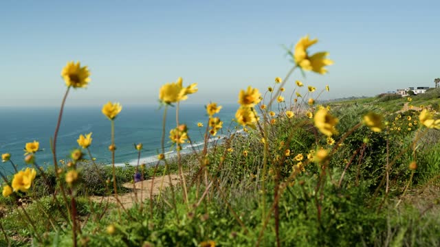 Elevated view of the cliffs, the ocean and the beach at Black’s Beach.