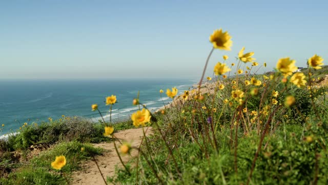 Elevated view of the cliffs, the ocean and the beach at Black’s Beach.
