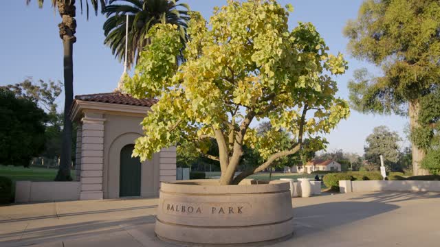 A park, palm trees and the buildings in Balboa Park.