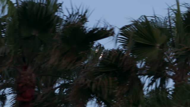 The beach, palm trees and open country at Coronado Beach.