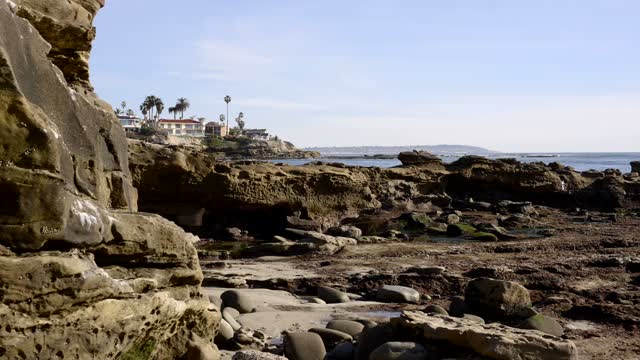 The cliffs, palm trees and the ocean at Bird Rock.