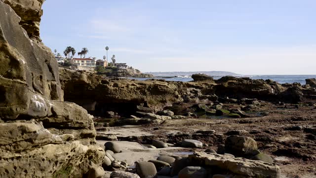 The cliffs, palm trees and the ocean at Bird Rock.