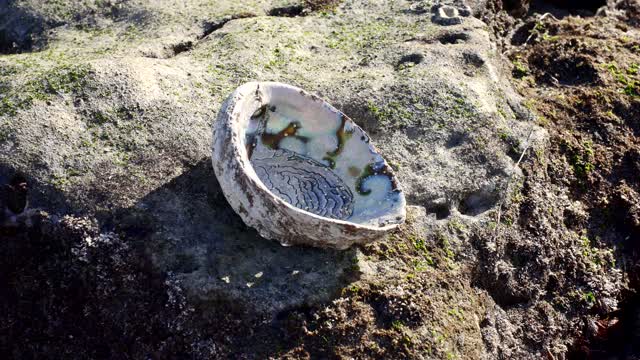 Close view of the beach, wildlife and open country at Bird Rock.