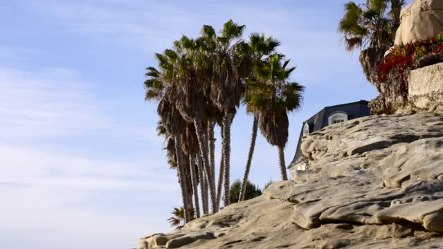The cliffs, palm trees and homes at Bird Rock.