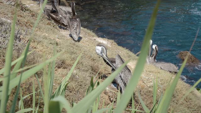 The cliffs, wildlife and the ocean at La Jolla Cove.