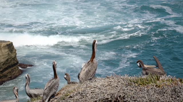 Elevated view of the cliffs, the surf and wildlife at La Jolla Cove.