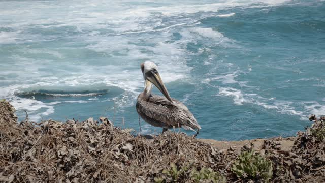 Elevated view of the cliffs, the surf and wildlife at La Jolla Cove.