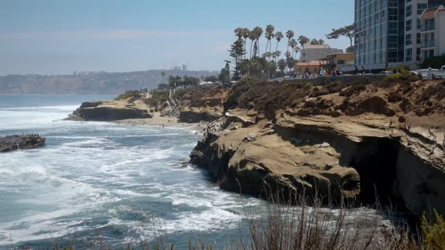 Elevated view of the cliffs, wildlife and palm trees at La Jolla Cove.