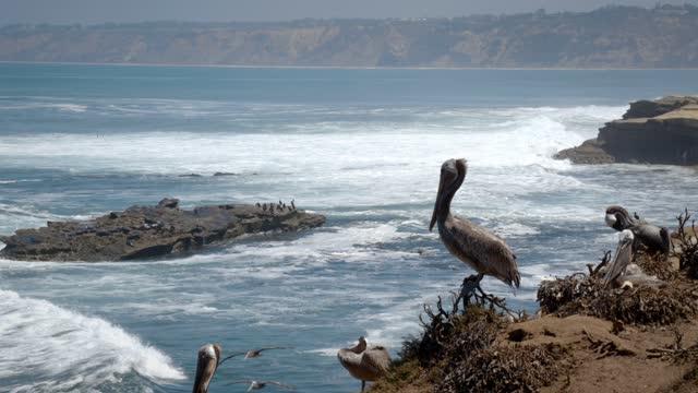 Elevated view of the cliffs, the surf and wildlife at La Jolla Cove.