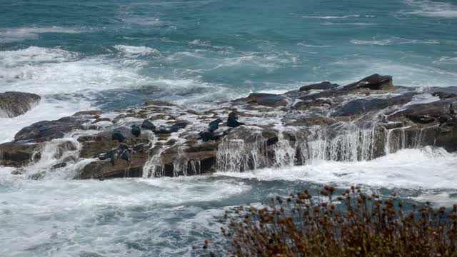 Elevated view of the cliffs, the surf and wildlife at La Jolla Cove.