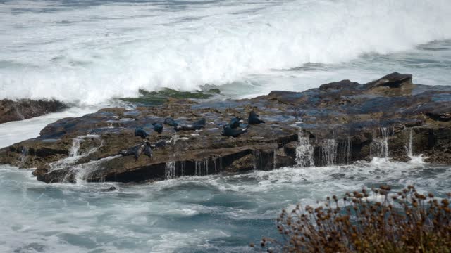 The cliffs, the surf and wildlife at La Jolla Cove.