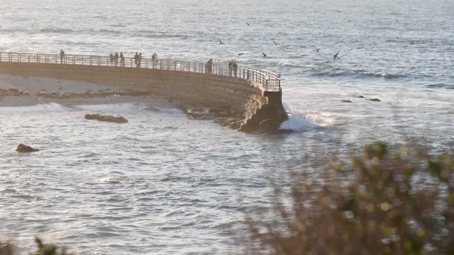 Elevated view of the beach, the surf and wildlife at La Jolla Cove, with people walking.
