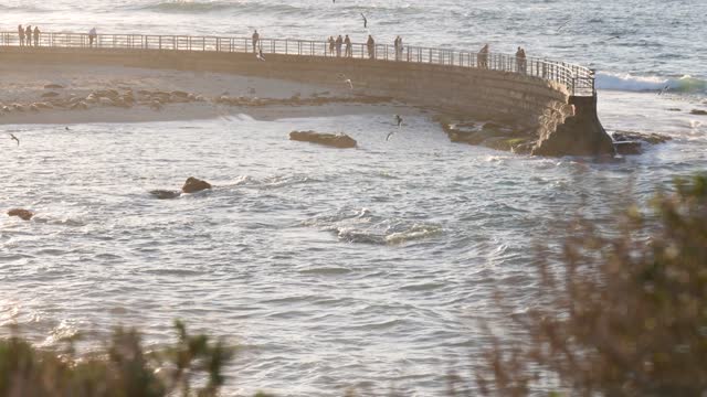 Elevated view of the beach, the surf and wildlife at La Jolla Cove, with people walking.