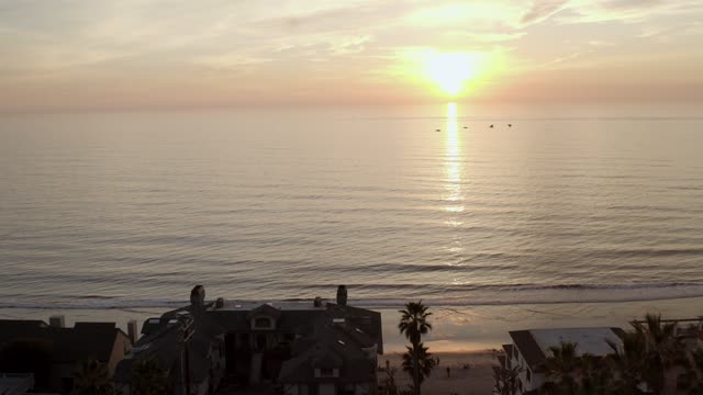 Low aerial view of the beach, wildlife and palm trees in Carlsbad.