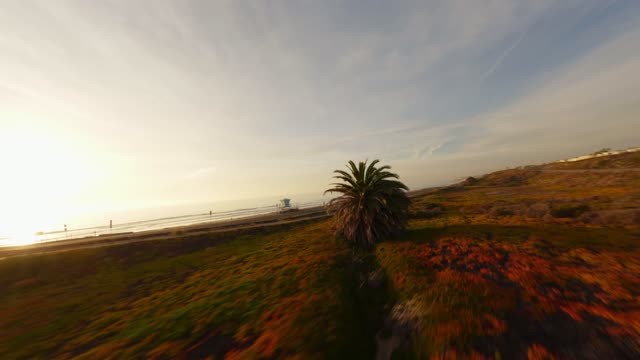 Low aerial view of the beach, palm trees and the ocean in Carlsbad.