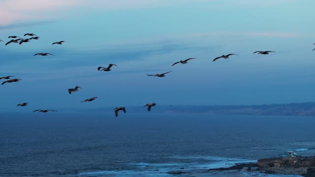Low aerial view of the cliffs, wildlife and the ocean at La Jolla Cove.