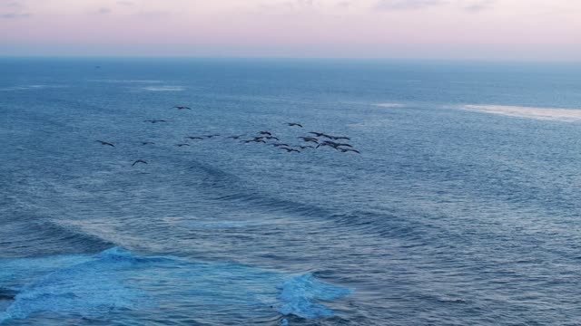 Low aerial view of the beach, the surf and wildlife at La Jolla Cove.