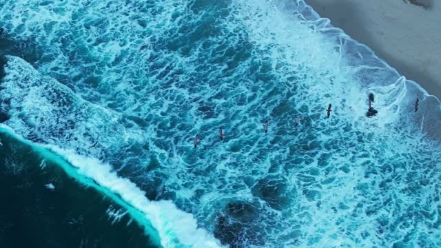 Aerial view of the beach, the surf and wildlife at La Jolla Cove, with swimmers in the water.