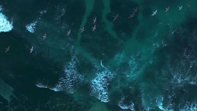 Aerial view of the beach, the surf and wildlife at La Jolla Cove.