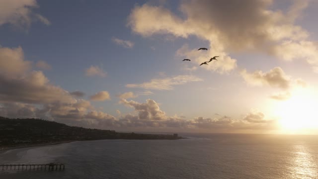 Aerial view of the cliffs, wildlife and the ocean at Black’s Beach.