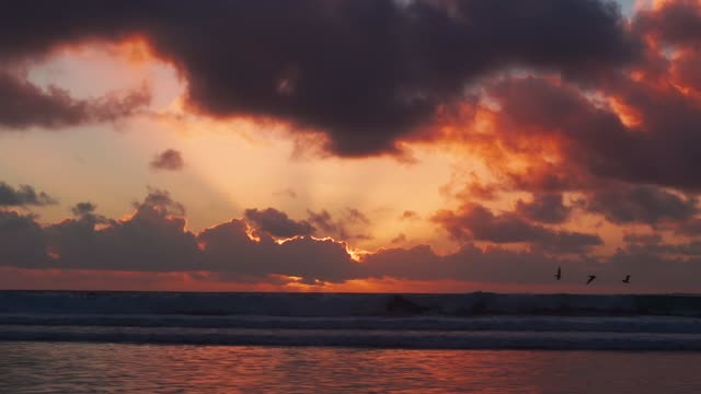 The beach, the surf and wildlife at Black’s Beach.