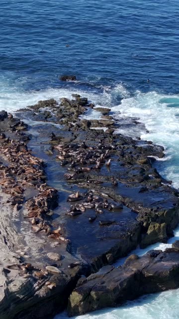Aerial view of the cliffs, the surf and wildlife at La Jolla Cove.