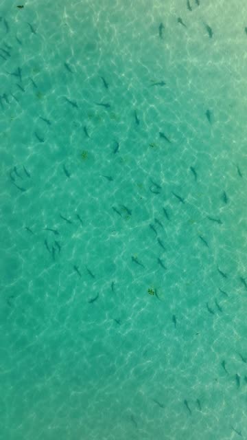 Aerial view of the beach, wildlife and the ocean at La Jolla Shores.