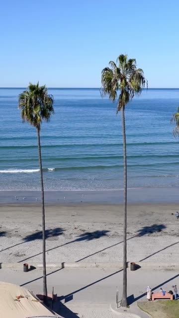 The beach, palm trees and the ocean at La Jolla Shores.