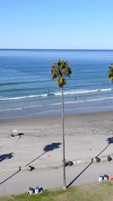 Elevated view of the beach, the surf and palm trees at La Jolla Shores, with swimmers in the water.