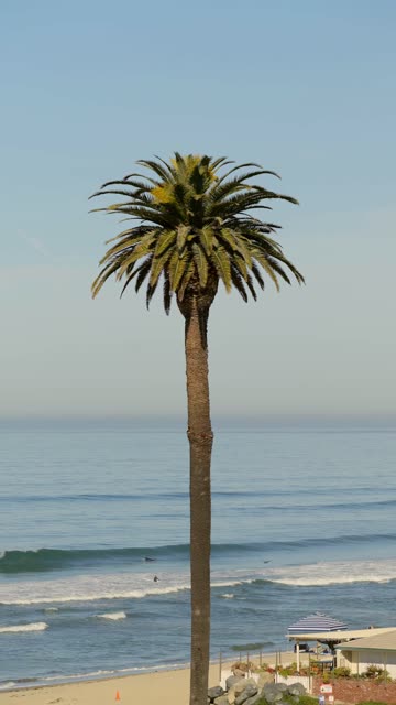 Aerial footage of a tall palm tree framing surfers in the water at Moonlight Beach in Encinitas | Vertical Video
