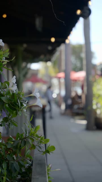 People dining at outdoor cafe tables under red umbrellas and palm trees on a sidewalk in downtown Encinitas | Vertical Video