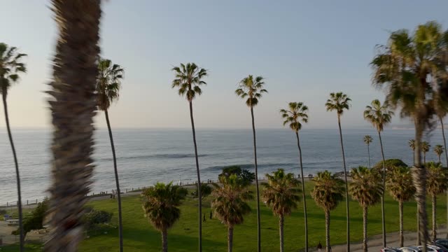 Aerial footage of palm trees swaying over Ellen Browning Scripps Park with waves breaking along the coastline near La Jolla Cove | Drone Video