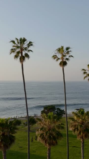 Aerial footage of palm trees and people walking a path through Ellen Browning Scripps Park overlooking waves and the coastline in La Jolla | Vertical Drone Video