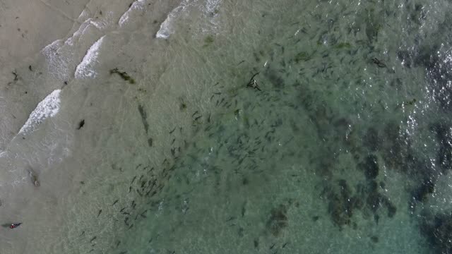 Aerial footage of leopard sharks schooling in shallow water along the beach at La Jolla Shores in La Jolla | Drone Video