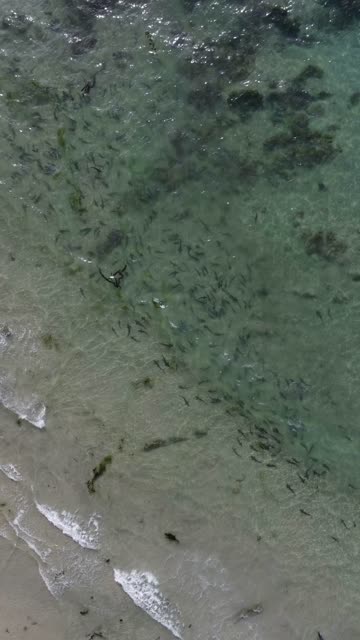 Aerial footage of leopard sharks schooling in the shallow surf at La Jolla Shores beach in La Jolla | Vertical Drone Video