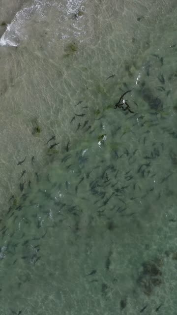 Aerial footage of leopard sharks schooling in the shallow water along the coastline at La Jolla Shores beach in La Jolla | Vertical Drone Video