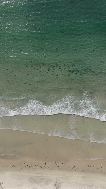 Aerial footage of leopard sharks schooling in the surf near beachgoers and umbrellas at La Jolla Shores in La Jolla | Vertical Drone Video