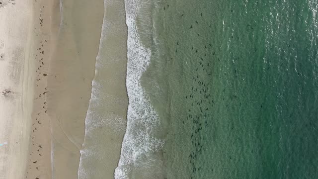 Aerial drone footage of leopard sharks swimming along the shoreline near beachgoers and a paddleboarder at La Jolla Shores | Drone Video